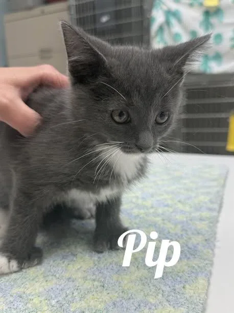 A baby medium-sized male Gray & White Domestic Short Hair cat named Pip for adoption in Manistee, MI