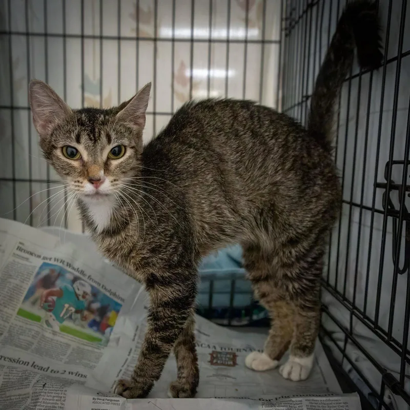 A young small-sized female Tabby cat named Lulu for adoption in Greenville, DE