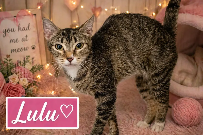 Lulu thumbnail 2