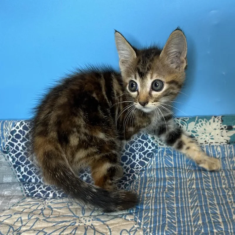 A baby small-sized female Brown / Chocolate Domestic Short Hair cat named June for adoption in San Antonio, TX