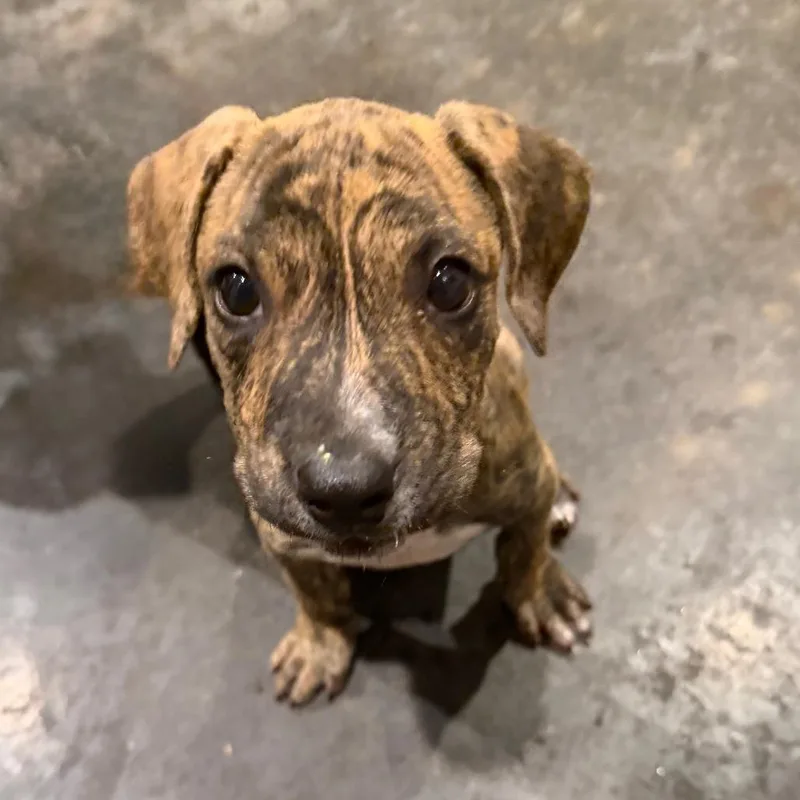 A baby medium-sized male Brindle American Bully dog named Marble for adoption in Ennis, TX