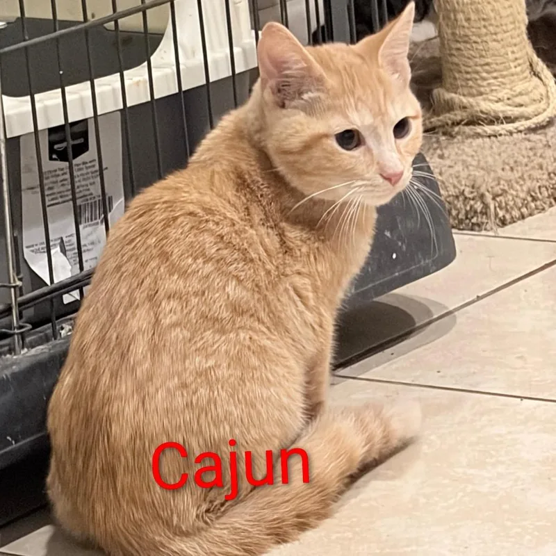 A young small-sized male Orange / Red Domestic Short Hair cat named Cajun for adoption in Elwood, IN