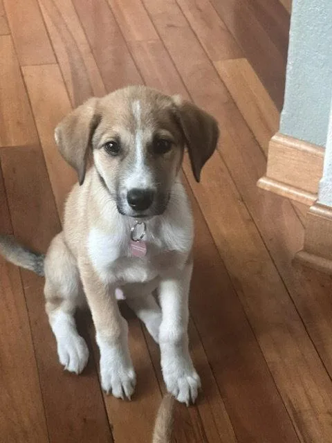 Korbel