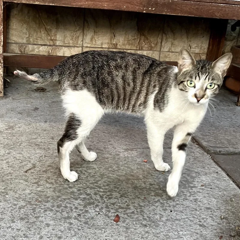 An adult small-sized male Brown / Chocolate Domestic Short Hair cat named Mint for adoption in Pacific Palisades, CA