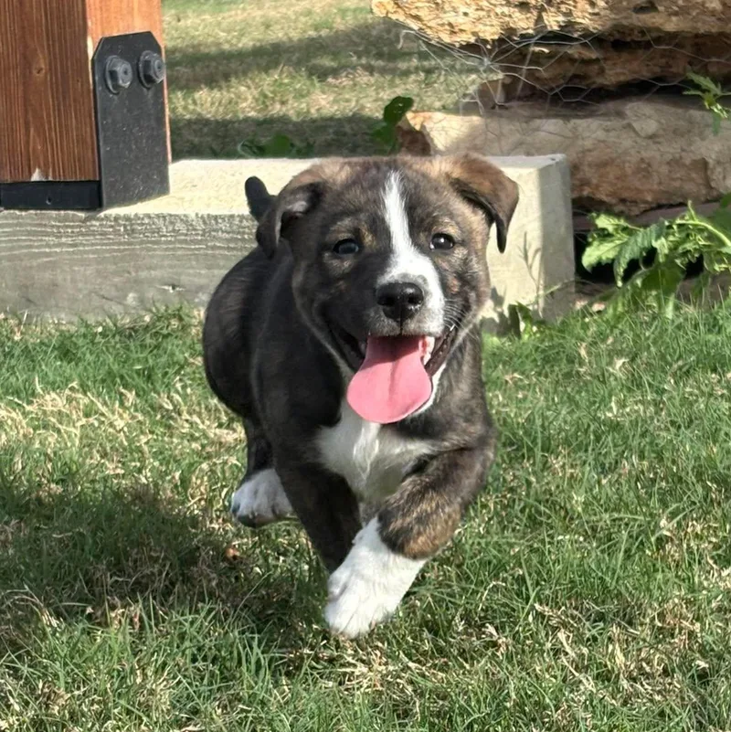 A baby medium-sized male Black Terrier dog named Tony Chopper for adoption in San Antonio, TX