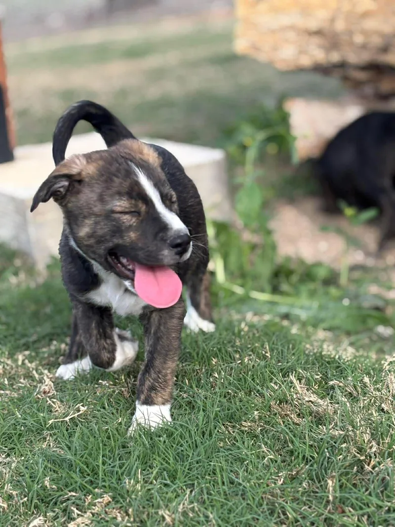 Tony Chopper thumbnail 4