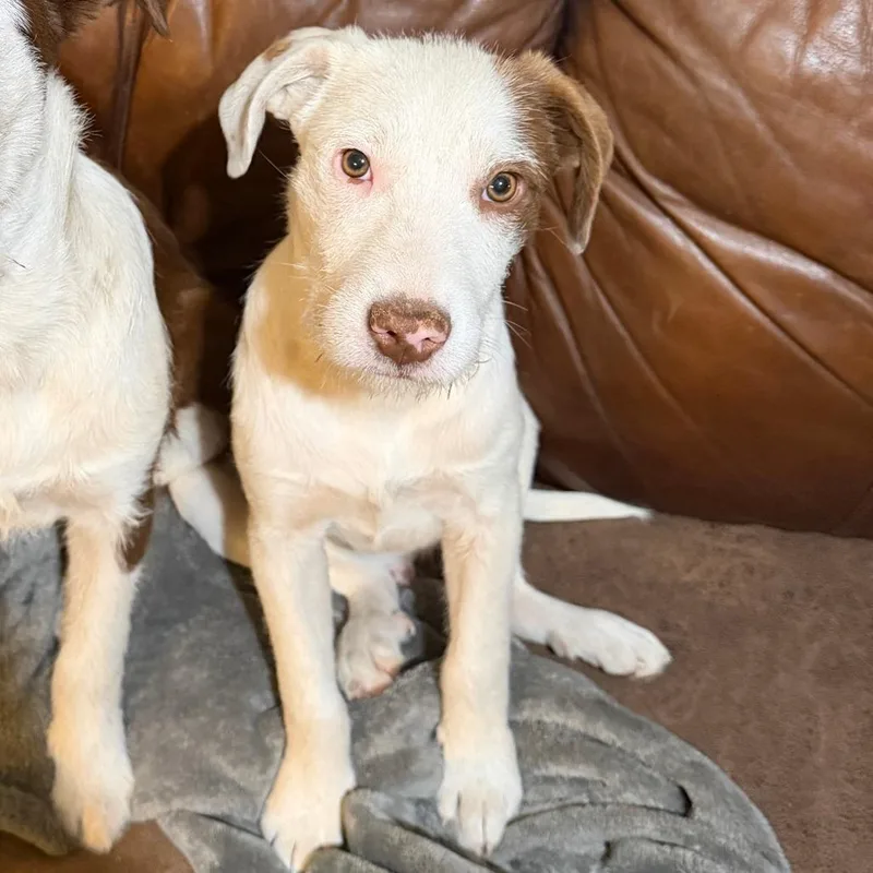 A young medium-sized male White / Cream Terrier dog named Quick Thinking for adoption in Staten Island, NY