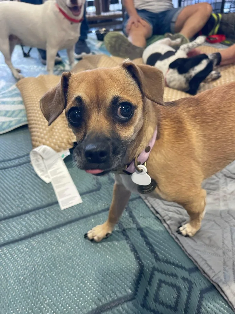 A young small-sized female Chihuahua dog named Nook for adoption in Glendale, AZ