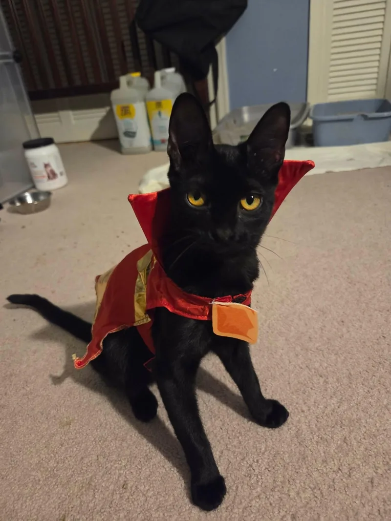 A young medium-sized female Black Abyssinian cat named Linguine for adoption in Burlington, NC