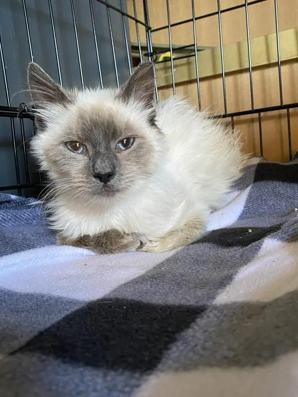 Mocha