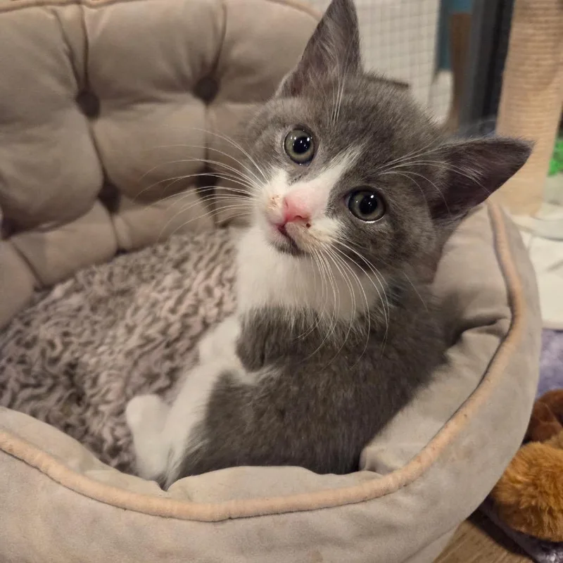 A baby small-sized male Gray / Blue / Silver Domestic Short Hair cat named Big Beard Zach for adoption in Fredericksburg, VA