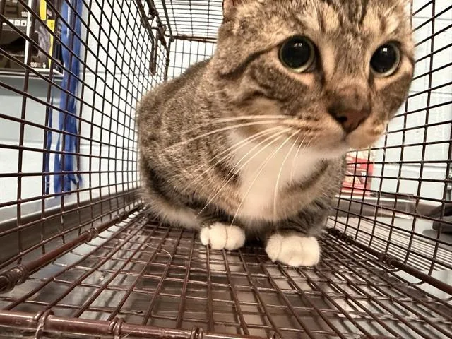 An adult large-sized male Domestic Short Hair cat named Homie for adoption in Corpus Christi, TX