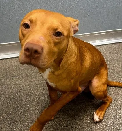 An adult large-sized male Mixed Breed dog named Ithan for adoption in Munster, IN