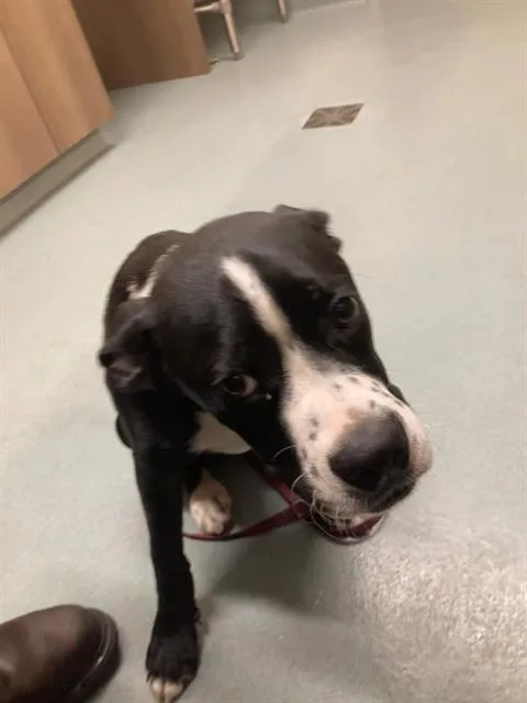 A young medium-sized male Boxer dog named Franklin for adoption in Baytown, TX