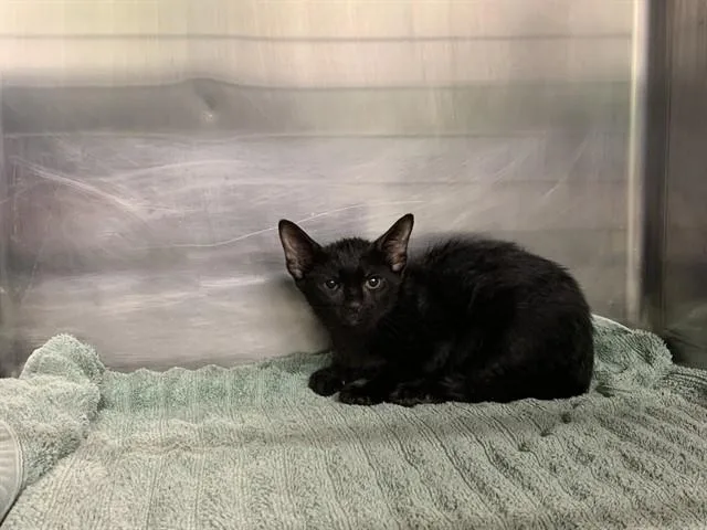 A baby small-sized female Domestic Short Hair cat named Amber for adoption in Grand Prairie, TX