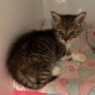 A baby small-sized female Tabby (Brown / Chocolate) Domestic Short Hair cat named Hermione for adoption in Margate, FL