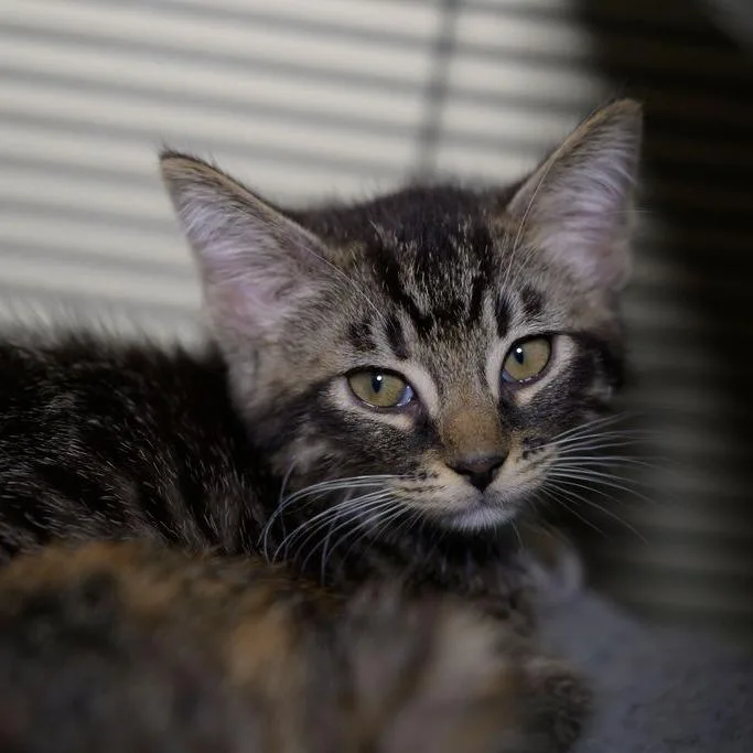 A baby small-sized female Torbie Domestic Short Hair cat named Nova for adoption in Point Richmond, CA
