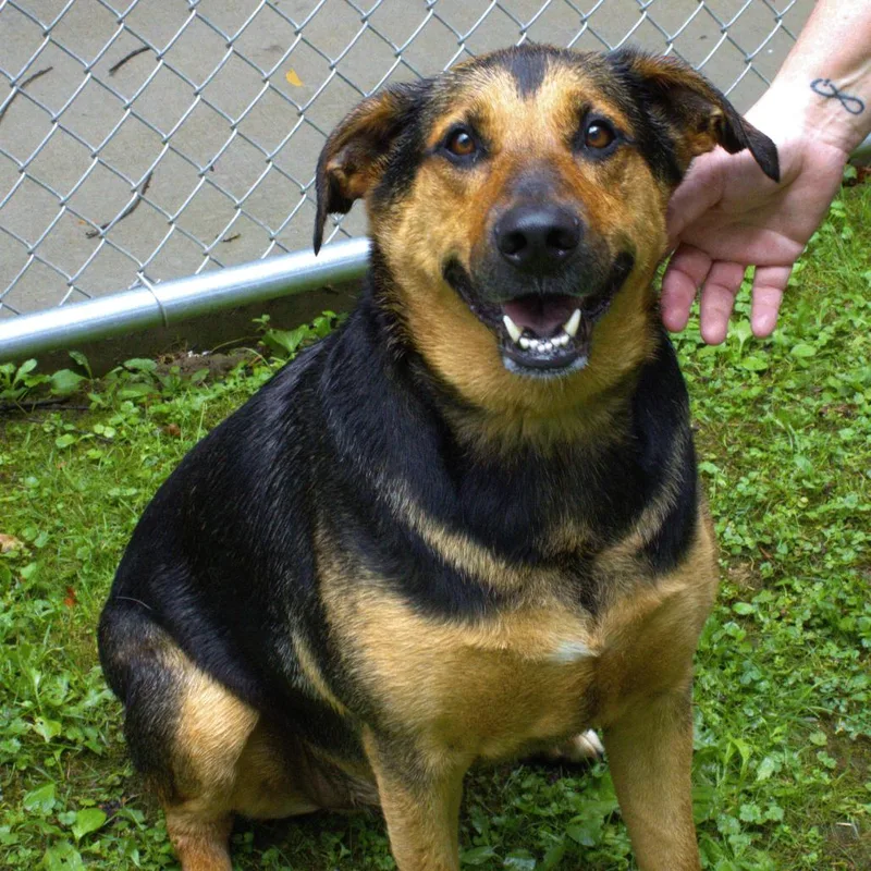 An adult large-sized male Black Labrador Retriever dog named Rollie for adoption in Carrollton, OH