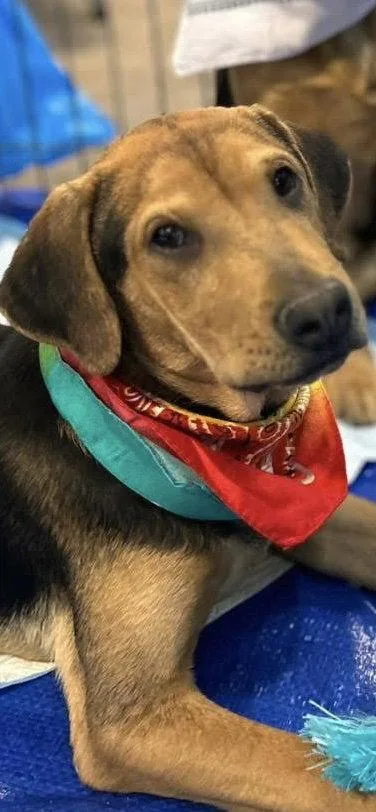 A baby large-sized male Hound dog named Calamy for adoption in El Centro, CA