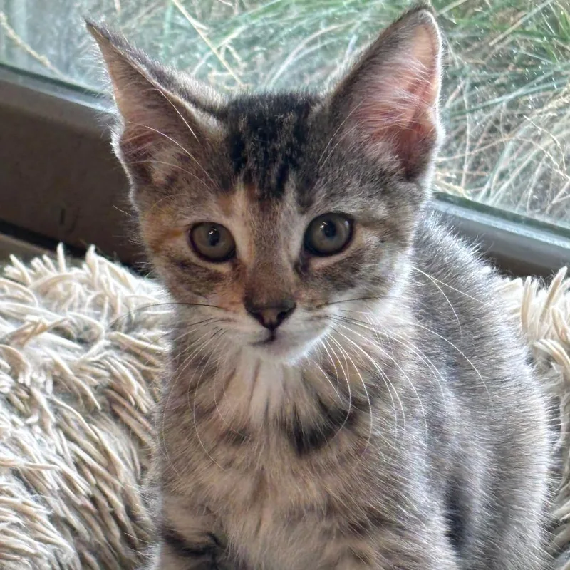 A baby small-sized female Brown / Chocolate Domestic Short Hair cat named Princess Lollipop C for adoption in Napoleon, OH
