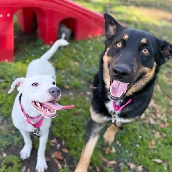 A young medium-sized female White / Cream Pit Bull Terrier dog named Yuki Happy Hops The for adoption in Friendswood, TX