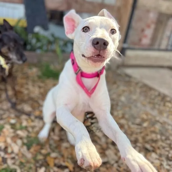 Yuki Happy Hops The thumbnail 5