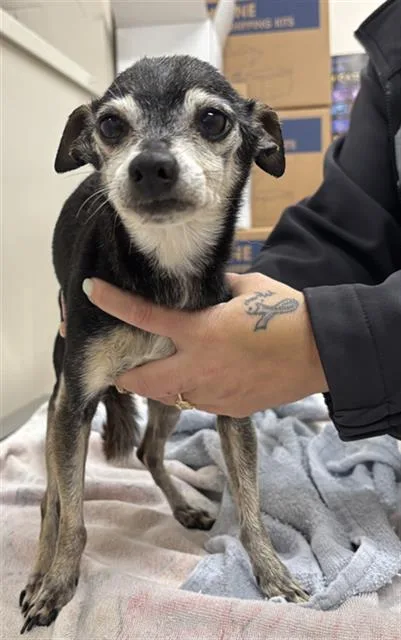 A senior small-sized female Chihuahua dog named Gertrude for adoption in Grand Prairie, TX