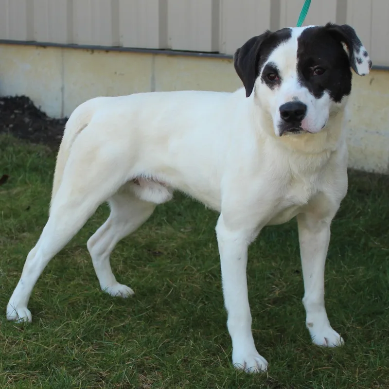 An adult medium-sized male Black Mixed Breed dog named Appy for adoption in Eaton, OH