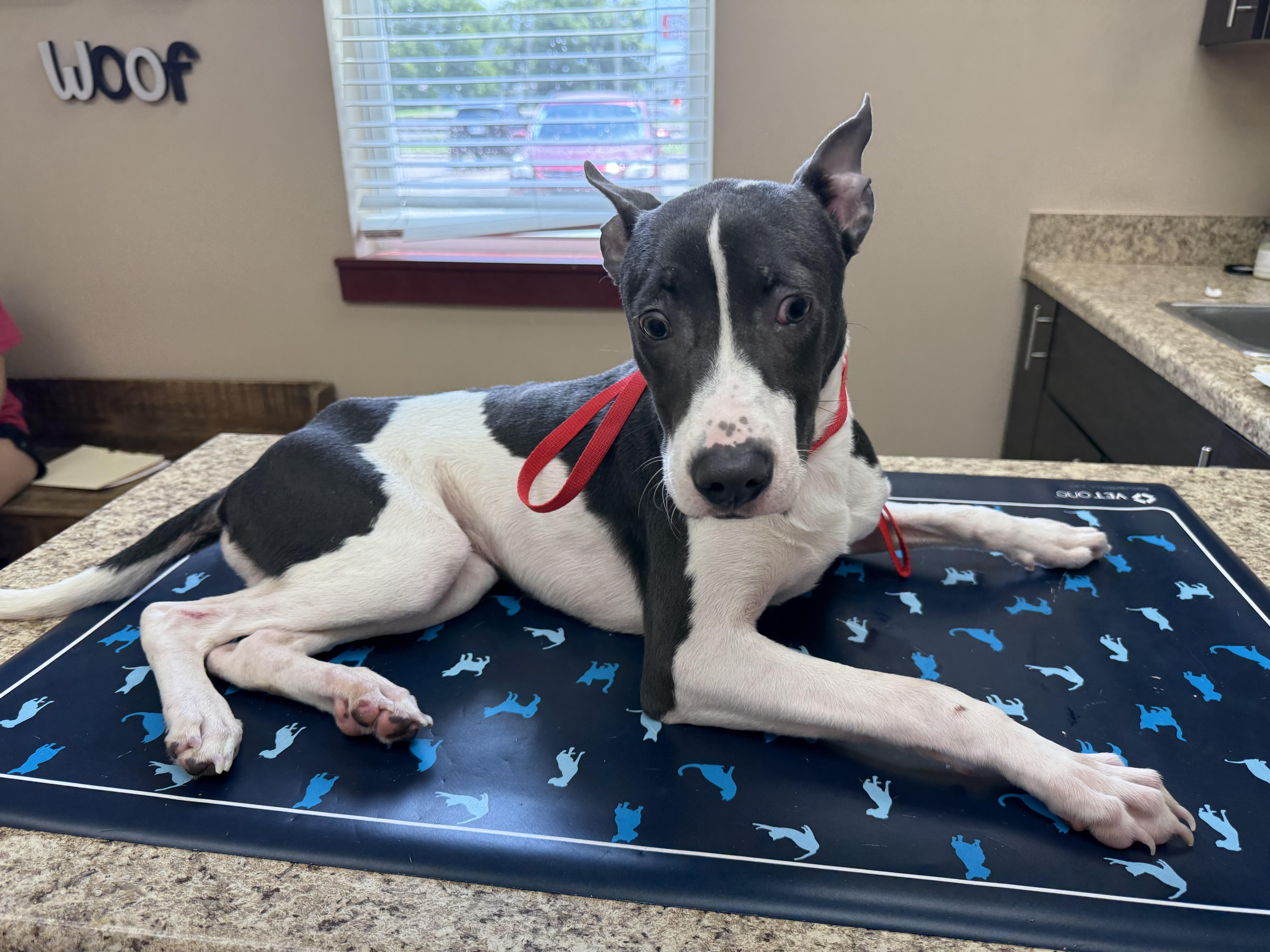 A young medium-sized male Pit Bull Terrier dog named Luke for adoption in Eagleville, TN