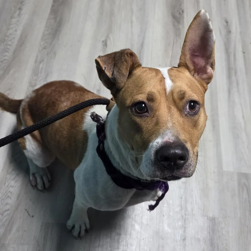 An adult medium-sized female Brown / Chocolate Coonhound dog named Dot Warner for adoption in St. Louis, MO