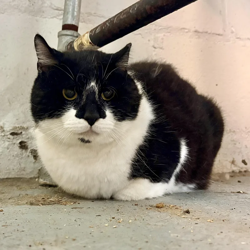 An adult medium-sized male Black & White / Tuxedo Domestic Short Hair cat named Domino for adoption in Akron, OH