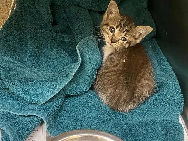 A baby small-sized female Domestic Short Hair cat named Poppy for adoption in Tustin, CA
