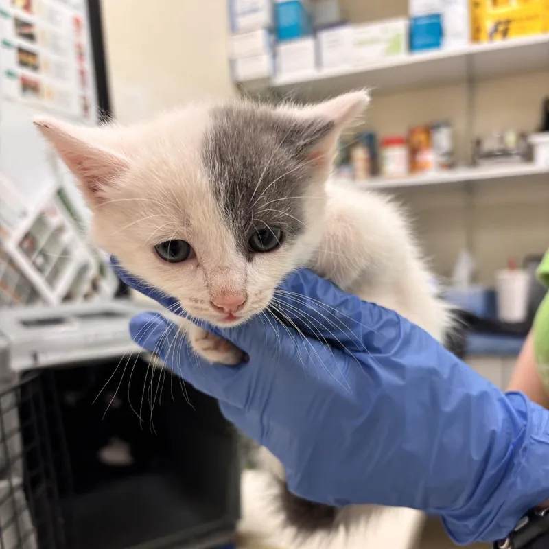 A baby small-sized male White Domestic Short Hair cat named Gazelle for adoption in Lynchburg, VA