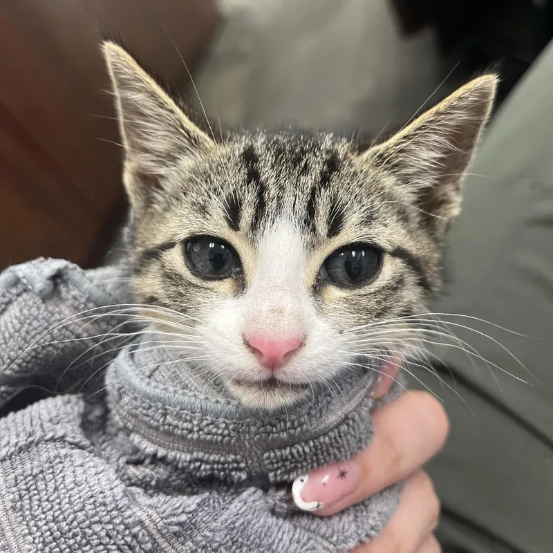 A baby small-sized female Brown / Chocolate Domestic Medium Hair cat named Poppy for adoption in Hollister, FL