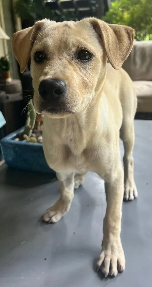 A young medium-sized female Labrador Retriever dog named Dolly for adoption in Marietta, GA