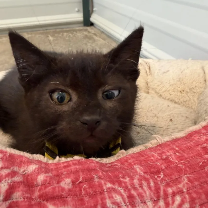 A baby small-sized male Black Domestic Medium Hair cat named B FigaroPotato for adoption in Centralia, WA