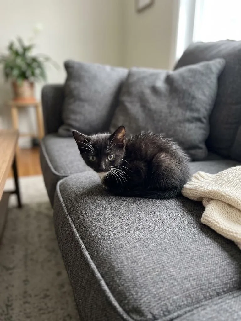 A baby small-sized male Domestic Medium Hair cat named Block for adoption in St. Augustine, FL