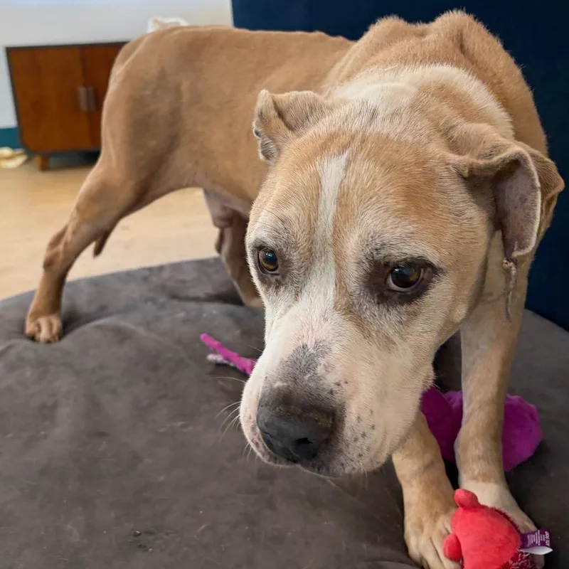 A senior large-sized male Yellow / Tan / Blond / Fawn Pit Bull Terrier dog named Doggy Paddle for adoption in San Francisco, CA