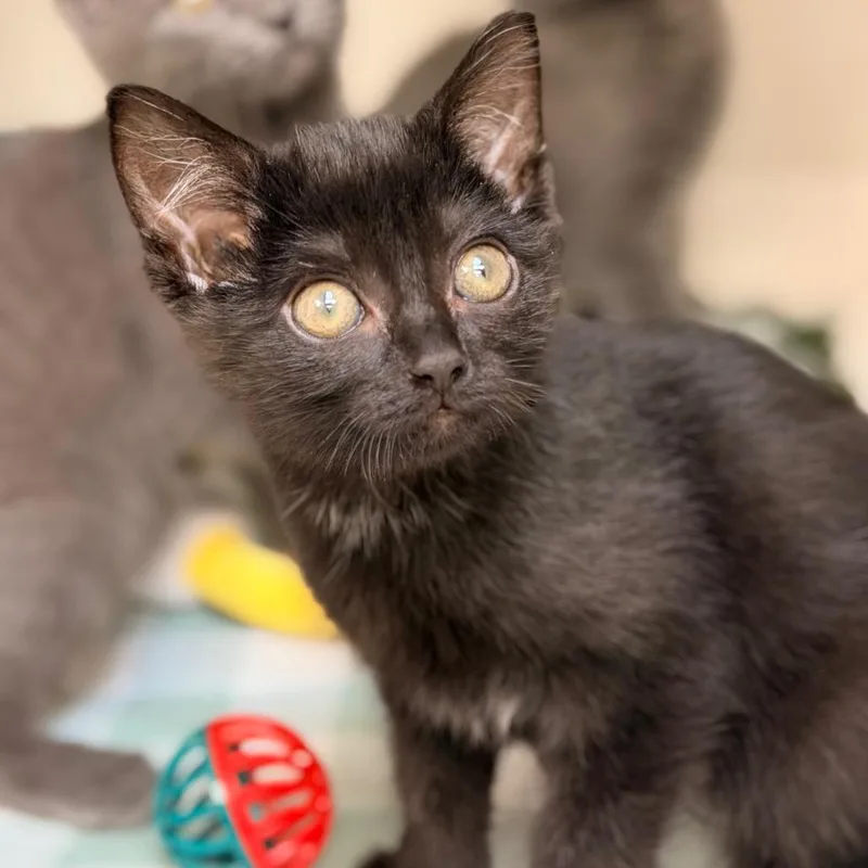 A baby small-sized female Black Domestic Short Hair cat named Ma Bagge for adoption in Champaign, IL