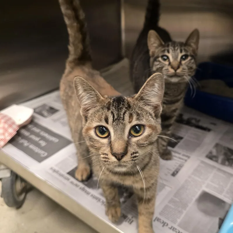 A young small-sized female Orange / Red Domestic Short Hair cat named Vivian for adoption in Cicero, IL