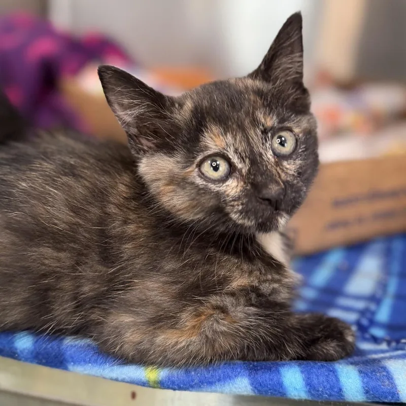 A baby small-sized female Domestic Short Hair cat named Ponyo for adoption in Los Angeles, CA