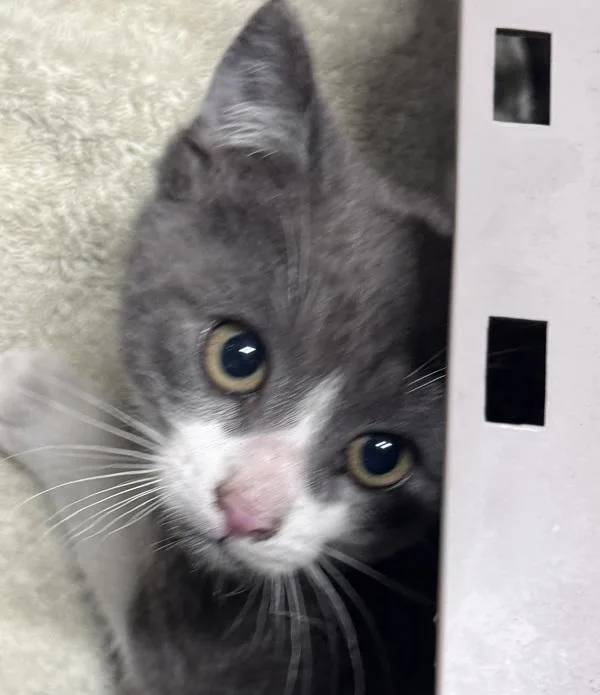 A baby small-sized male Domestic Short Hair cat named Puma for adoption in Escondido, CA