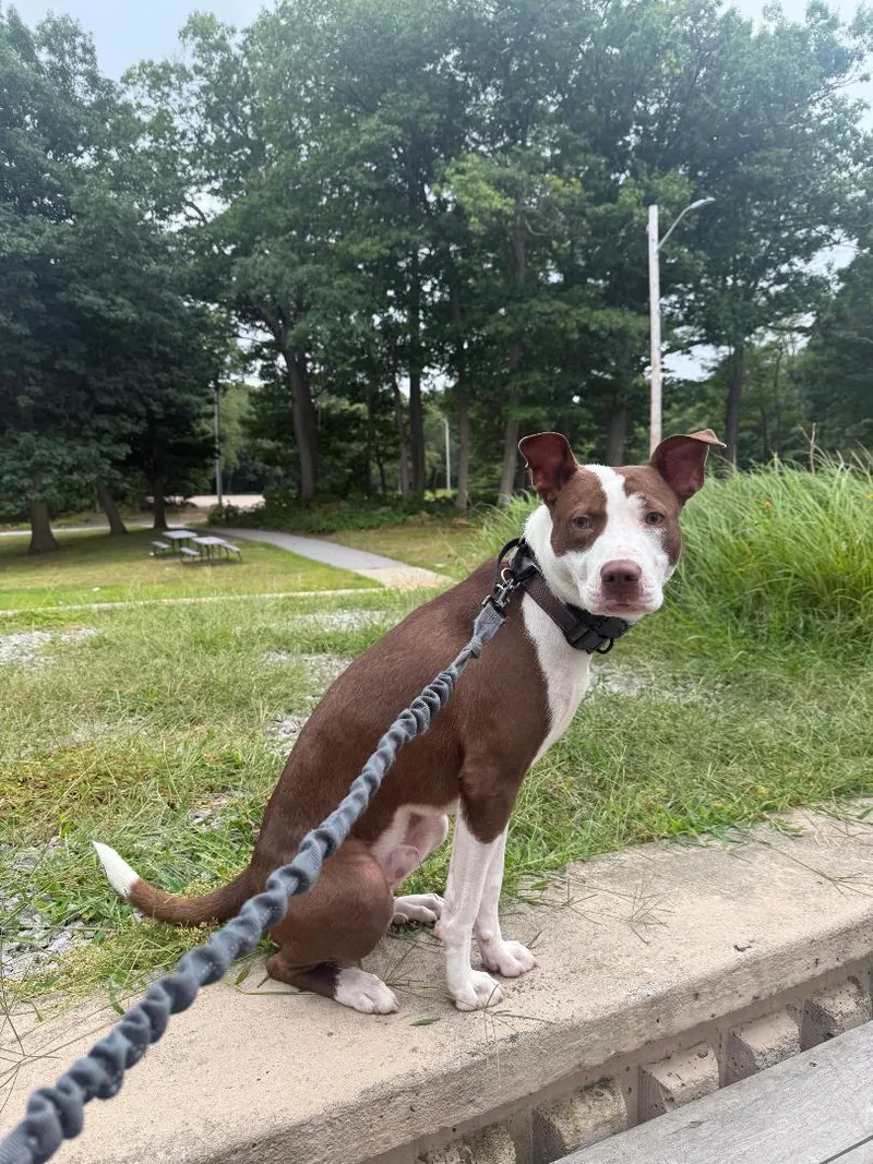 A young medium-sized male American Staffordshire Terrier dog named Yoshi for adoption in Winthrop, MA