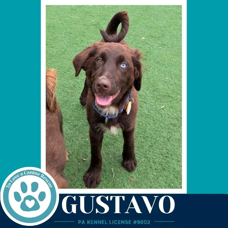 A baby medium-sized female Australian Shepherd dog named Gustavo for adoption in Kimberton, PA