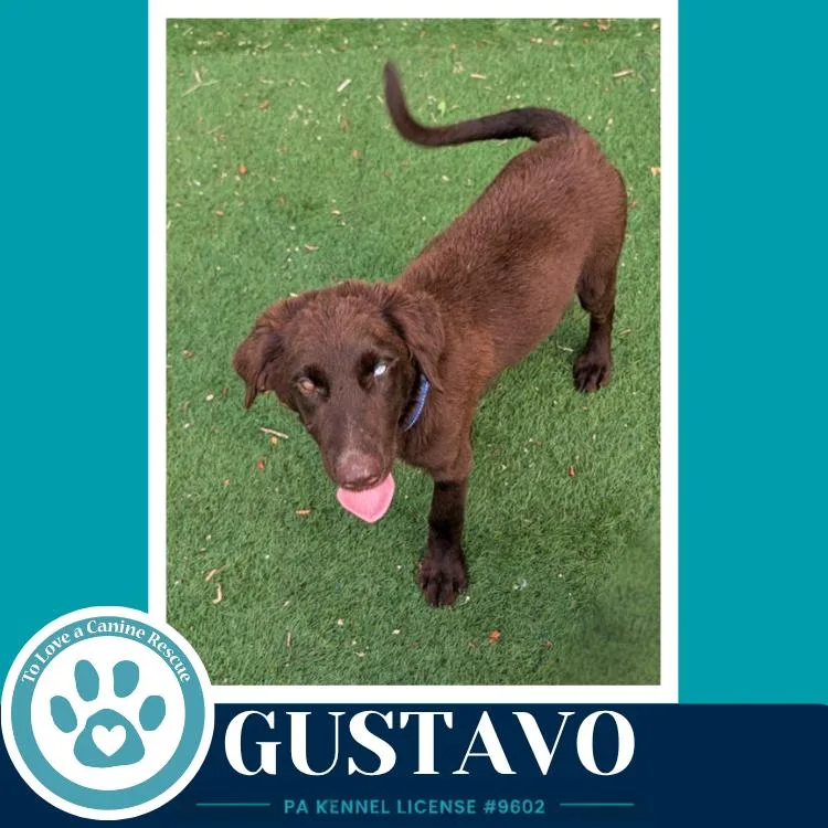 Gustavo thumbnail 2