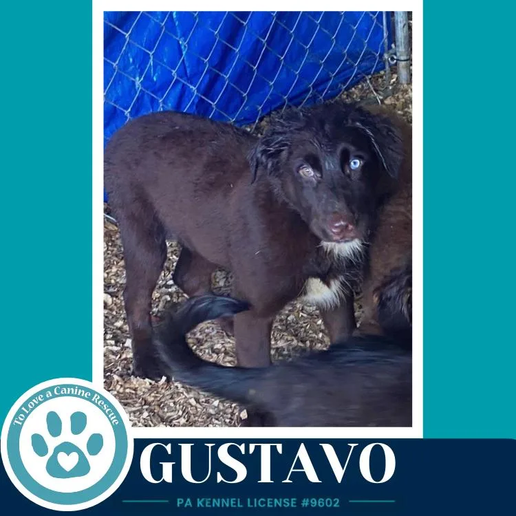 Gustavo thumbnail 3