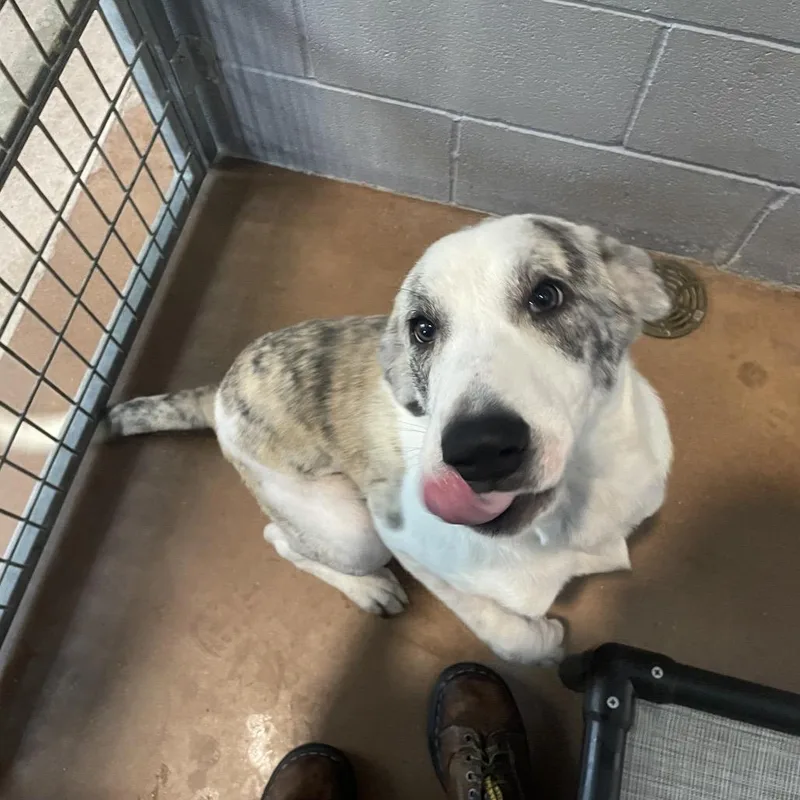 A young medium-sized female White / Cream Anatolian Shepherd dog named Talulah for adoption in Kyle, TX