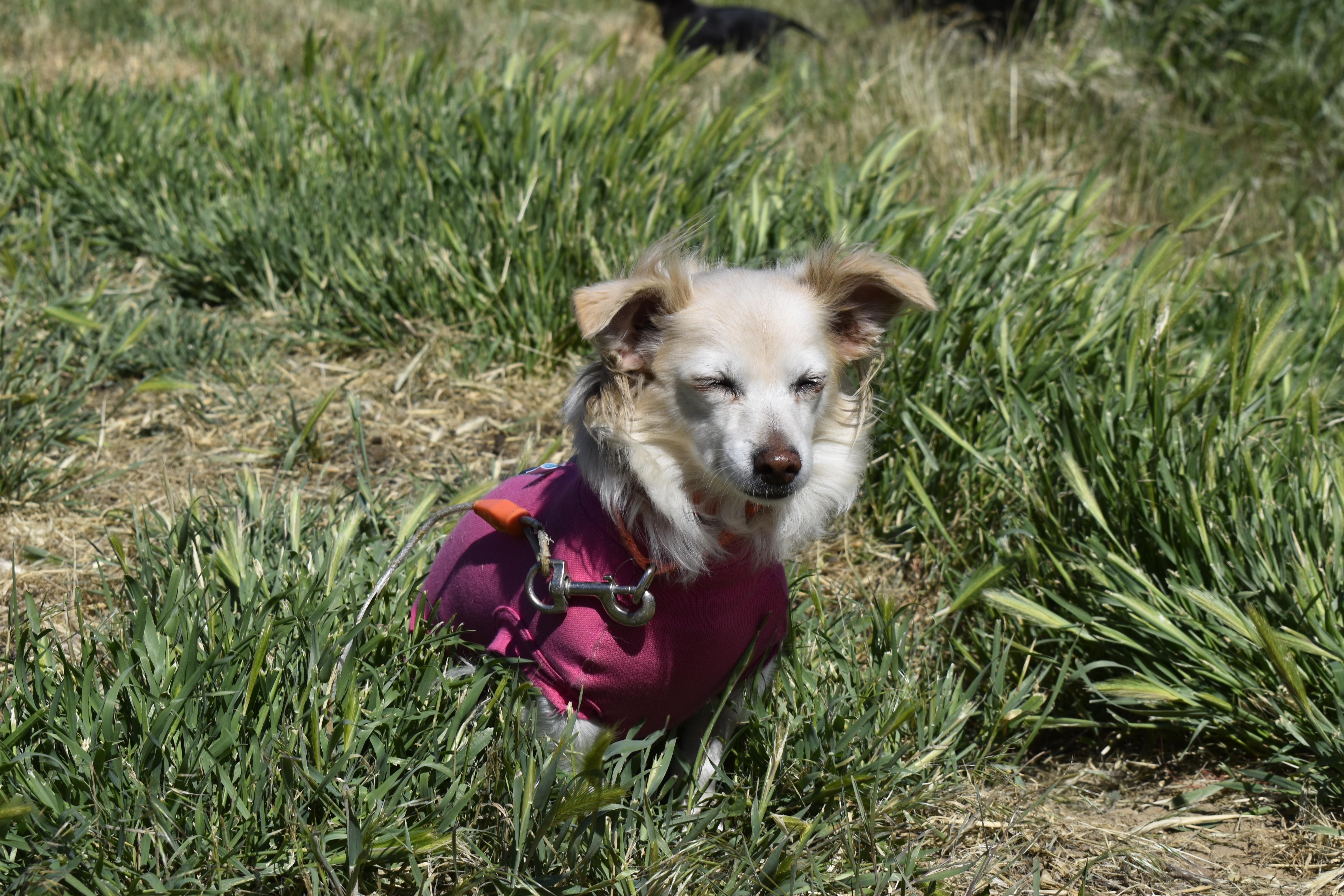 An adult small-sized female White / Cream Chihuahua dog named Grace for adoption in Union Gap, WA
