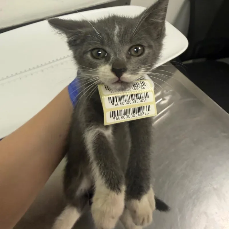 A baby small-sized male Gray / Blue / Silver Domestic Medium Hair cat named Jr for adoption in Charleston, WV