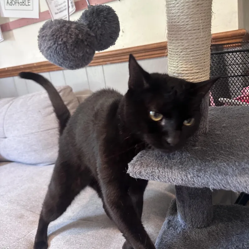 An adult medium-sized female Black Domestic Short Hair cat named Jade for adoption in Frostproof, FL